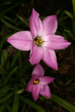 Ipheion uniflorum 'Charlotte Bishop' RCP3-10 067 - is Tristagma uniflora  'Charlotte Bishop'.jpg